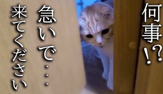 子猫が「ついてこい」と言うので急いで行ってみた結果...