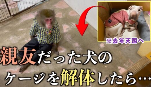 親友だった犬が亡くなってケージを解体…なにもない場所を見たお猿さんの行動が泣ける