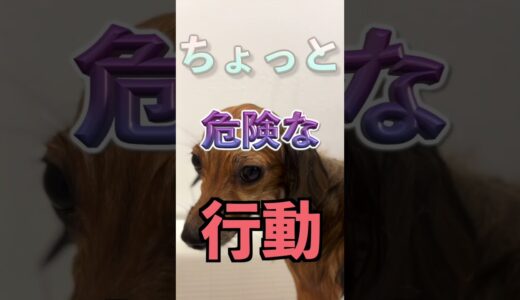 犬が異常に前足を舐めたらその場から離れて！ #shorts