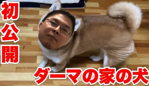 ダーマの実家の柴犬をご紹介します。