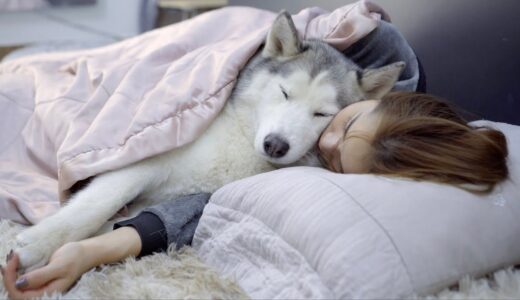 どうしても飼い主と添い寝たい甘えん坊なハスキー犬・自分はもう赤ちゃんじゃなくなったことを気づいていないハスキーとゴールデンレトリバー犬