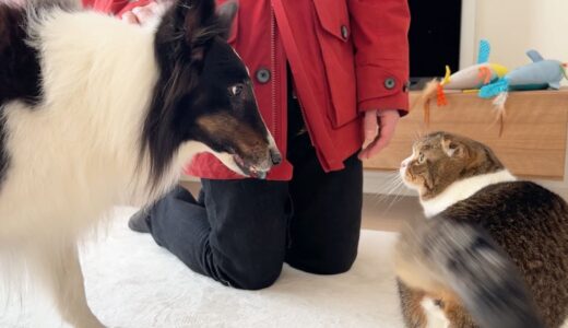 久々に犬の友達と再会したパパ猫がこうなりました…w