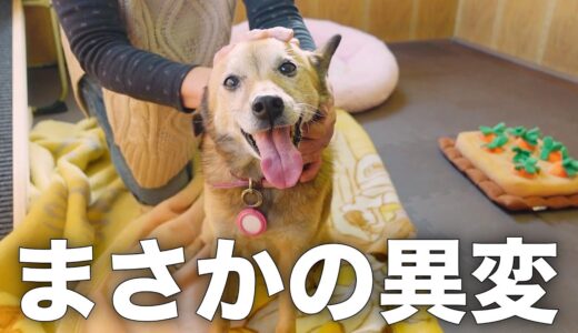 母親の元気がないので、雑種犬コロちゃんと家族で癒してみた。