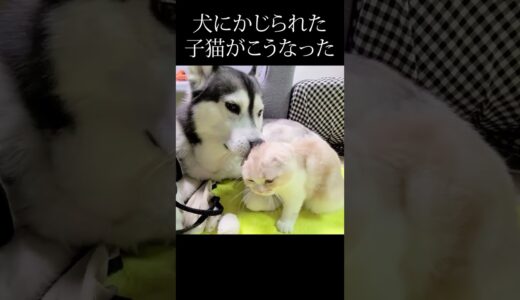 犬にかじられた子猫がこうなった...#shorts