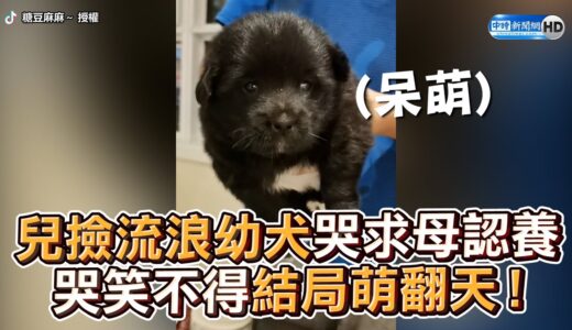 兒撿流浪幼犬哭求母認養　哭笑不得結局萌翻天！ @ChinaTimes