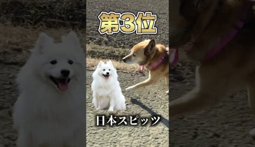 雑種犬コロちゃんの犬種がついに判明しました#shorts