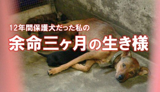 殺処分当日レスキューされた母犬の12年間の記録