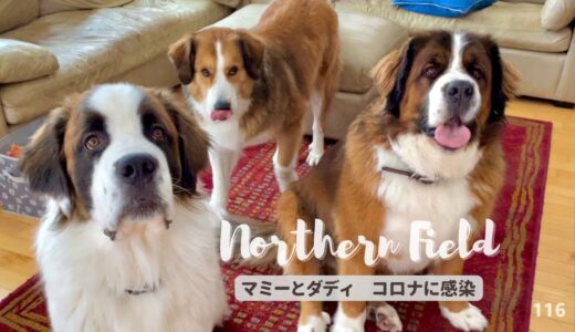 マミーとダディ コロナに感染【超大型犬 3頭とカナダで田舎暮らし・海外生活】