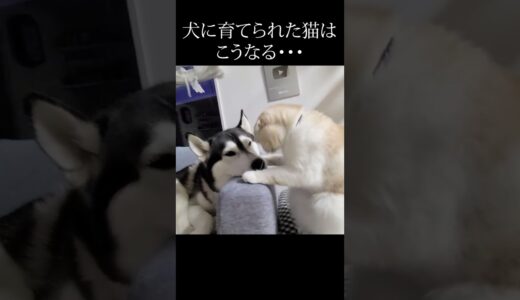 朝5時に猫に起こされる犬がこちら...#shorts