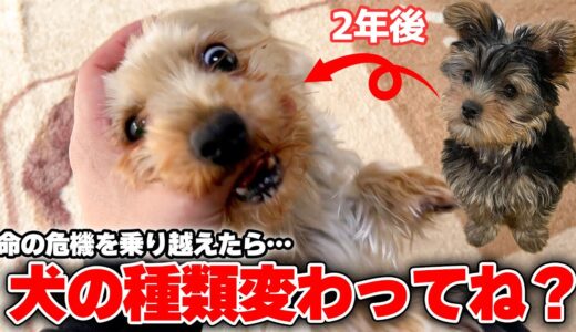 実は祖父母の家の犬が命の危機を乗り越えていましたのですが…なんかおかしくない…？