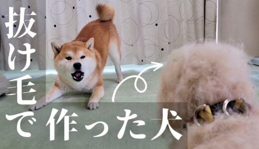 抜け毛100%で作った犬を対面させてみたら本物の犬と間違えた