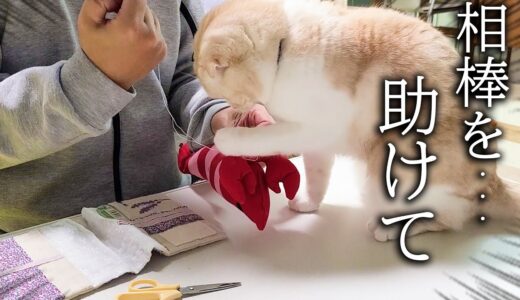 怪我したエビさんを縫って手術してあげたら子猫と犬達がこうなった...