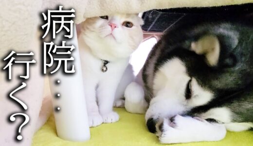 おやつを盗み食いしてた子猫とハスキー犬に「病院行く？」と聞いたらこうなった...