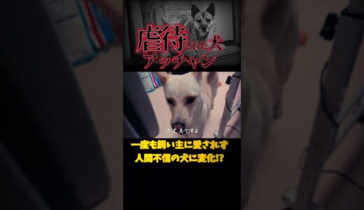 生まれて一度も愛されなかった犬に飼い主の愛情が伝わった瞬間に見せた笑顔#shorts