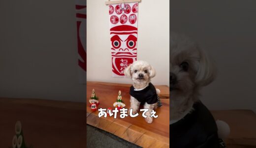 新年のご挨拶をする犬【関西弁でしゃべる犬】#338 dog relaxing 【Dog talking 】 #shorts