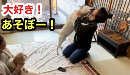 大好きな妹夫婦が来た！大はしゃぐ犬のベルさん