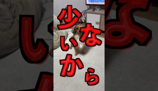 犬の肉球からポップコーンの匂いがする理由が辛すぎた。