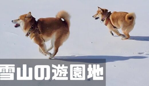 雪山の遊園地で愛犬を解き放ってみたら今までないほど大暴走した