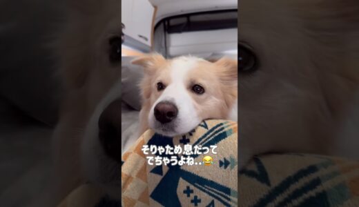 パパに対して文句を言う犬の不満顔がかわいい【ボーダーコリー】#shorts