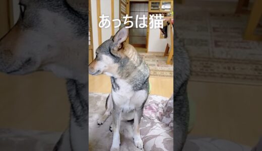 おやつと言えば犬になる犬