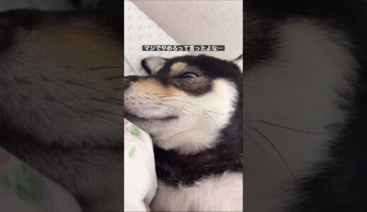 もう寝るからほっといて(犬) #shorts