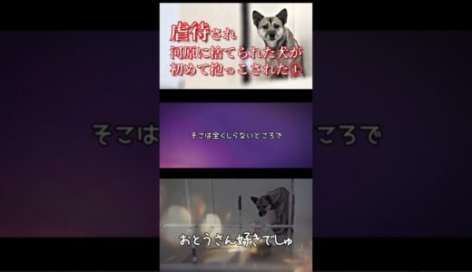 虐待され河原に捨てられた保護犬が初めて抱っこされる①#shorts