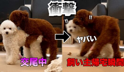 【一度バズった】飼い主が帰宅する寸前まで交尾をしていた子犬たち、カメラがその瞬間を捉えた