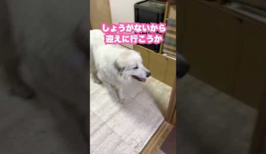 祖父がいなくなると寂しくなっちゃう超大型犬が可愛すぎるw #shorts