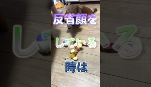 犬のごめんなさいの表情は反省してるわけではない！ #shorts