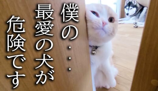 犬の一大事に秒で知らせにきた子猫とハスキー犬がこちらです…