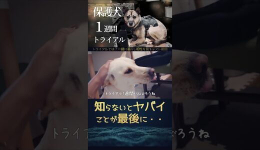 知らないとヤバイ「虐待された犬7日間トライアル」先住犬との相性。#shorts