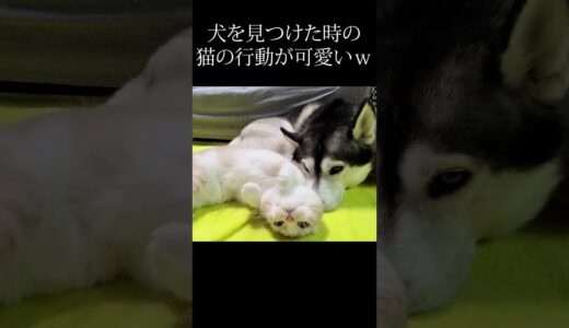 犬を見つけた時の猫の行動が可愛すぎる...#shorts