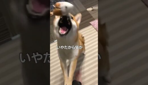 親ガチャ失敗した柴犬［現行犯ワンコ］#shorts