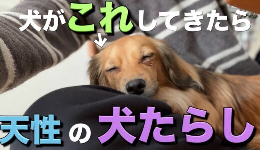 犬がこの行動をしてきたらあなたは天性の犬たらしです。