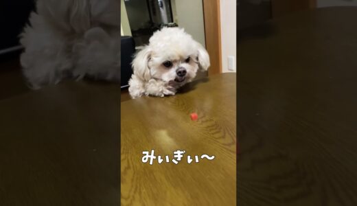 柔軟な発想の犬【関西弁でしゃべる犬】#349 flexible thinking dog 【Dog talking 】 #shorts