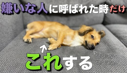 犬は嫌いな人に呼ばれた時だけこの行動をします。