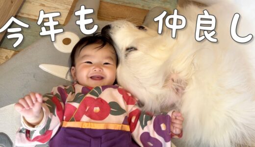 【2023年！】新年を迎えても、変わらず生後6ヶ月の妹が大好きすぎる超大型犬｜グレートピレニーズ