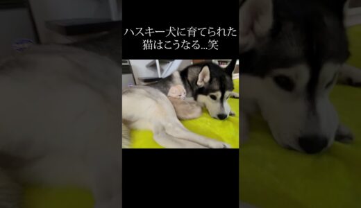 ハスキー犬に育てられた猫はこうなる...#shorts