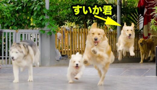 テンションがMAXになったすいか君はこうなります・楽しそうな犬11匹の顔を見て幸せな1日になった