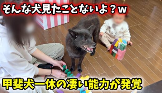 甲斐犬一休の凄い能力が発覚しました【娘とドミノしてたら・・・】