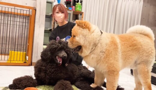 大型犬のお友達が遊びに来ました