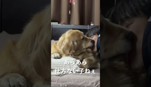 母犬に子犬として甘えてみる #shorts　Try pampering the mother dog as a puppy