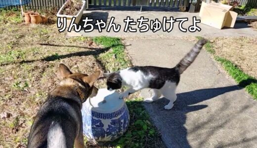 サラ（犬）にトイレタイムを狙われて困った猫