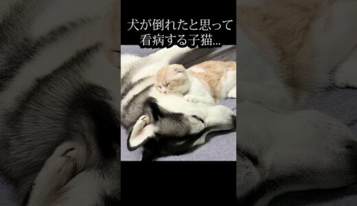 育ての犬が倒れたと思って看病する子猫がこちら...#shorts