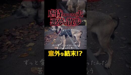 虐待されてきた犬の散歩がヤバすぎた。#shorts