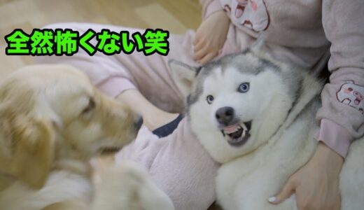 大好きな飼い主に他の犬が近づくと本気でキレるフリにするハスキーが面白すぎた！！！