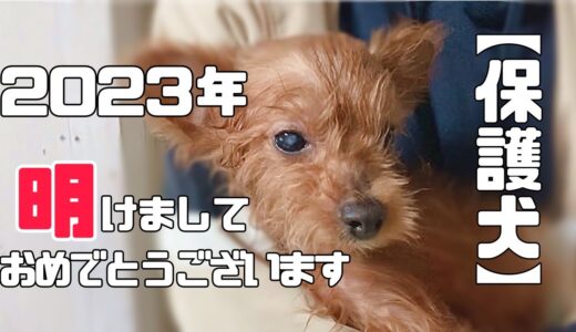 【保護犬】2023年 明けましておめでとうございます ♪「vol 279 」