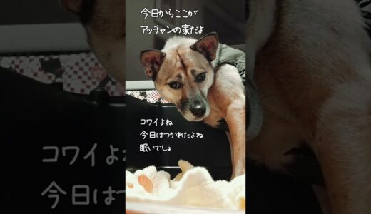 虐待された犬【1日目】生まれて初めて安心できる家で眠ることが出来た瞬間#shorts