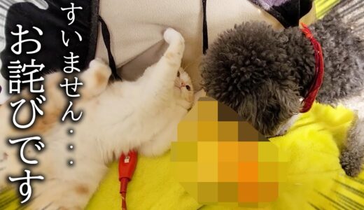 子猫と喧嘩したお詫びにある物を持ってきた犬にびっくりしました…