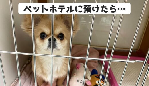 初めてペットホテルにハナを預けた結果…【うわうわ犬】